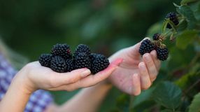 Miért szeretjük a szedret?