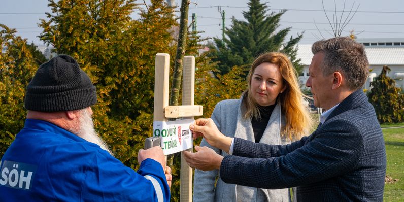 Faültetési program: 12 új fával gazdagodott a Kőszegi út