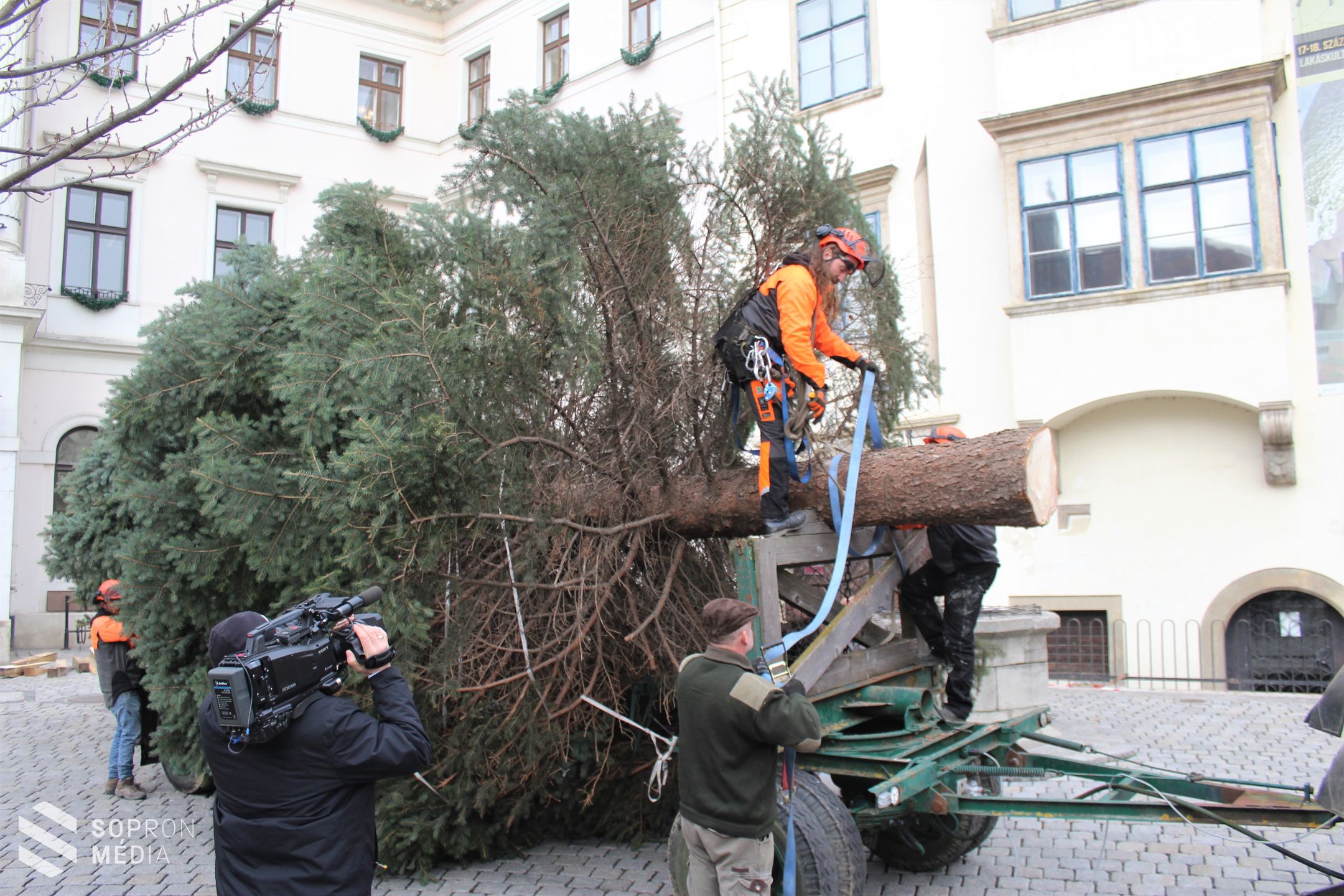 Megérkezett a város fenyőfája