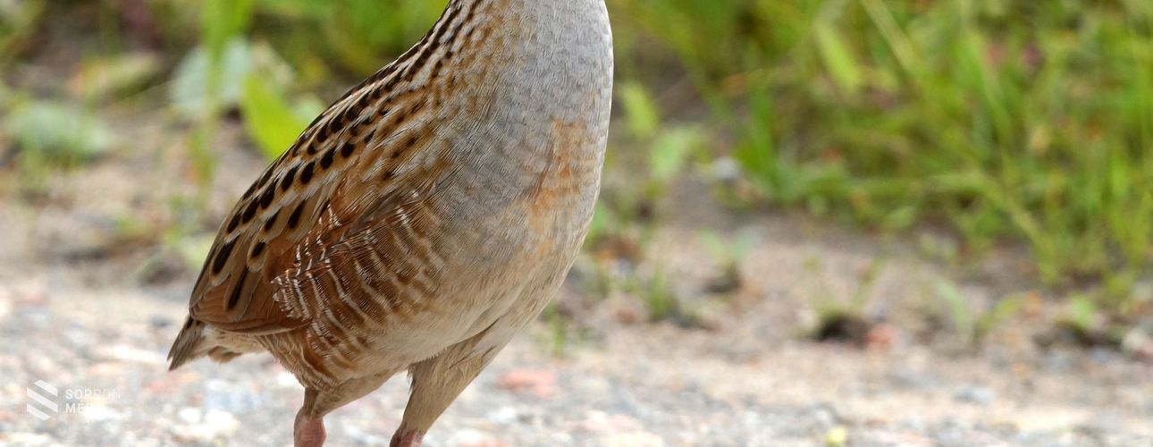 Madarak és fák napja