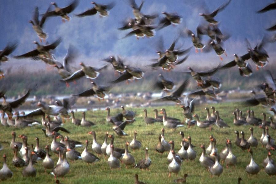 FERTŐ-HANSÁG NEMZETI PARK