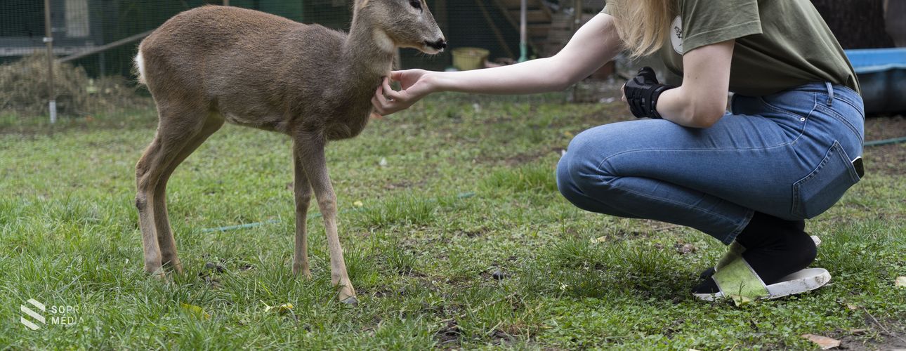 Állatmentők munkáját támogatja a fertőbozi borászat