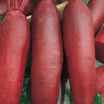 Cékla Cylindra  50 g termék képe