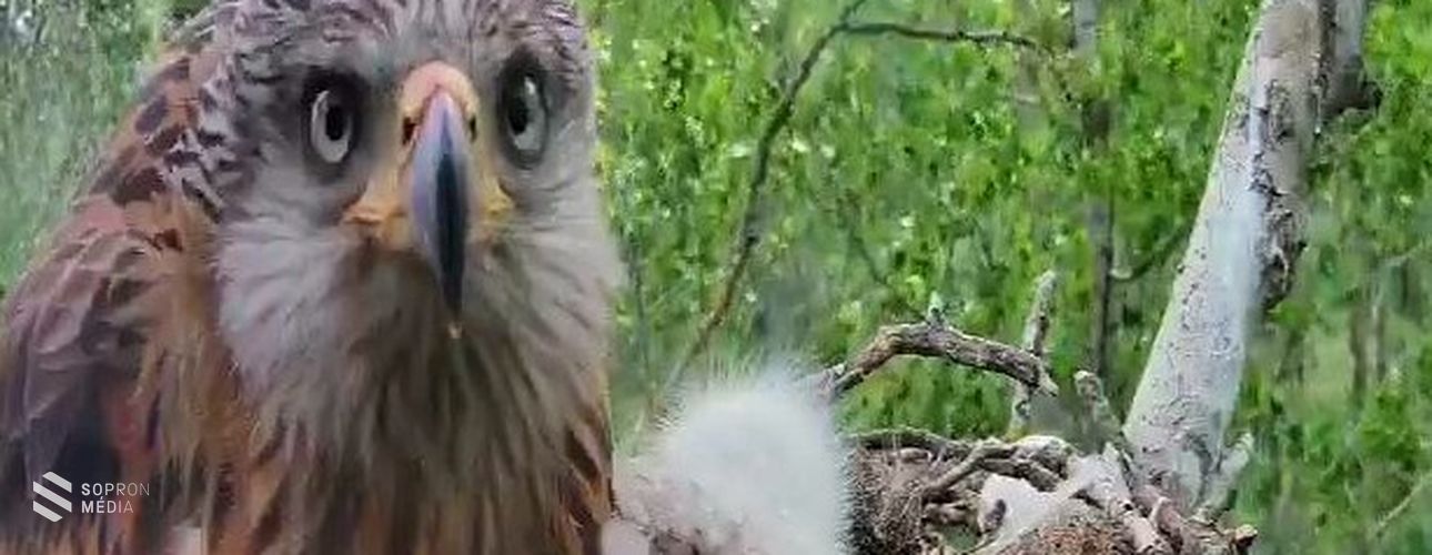 Drámai eseményt rögzített a nemzeti parkban kihelyezett fészekkamera