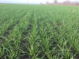 Őszi teendőnk: a gyeptelepítés