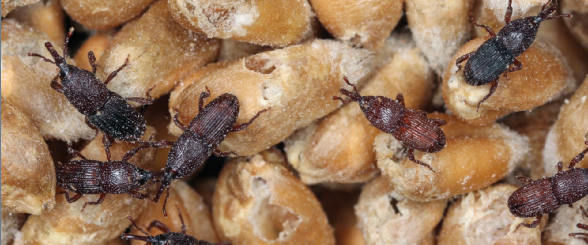 Agrofil-SZMI Kft.