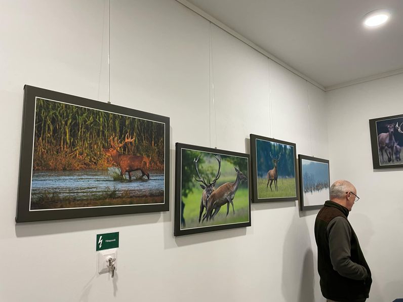 Blaumann Ödön vadfotós kiállítása Hegykőn