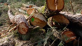 Egyre hatékonyabb az illegális fakitermelés elleni küzdelem