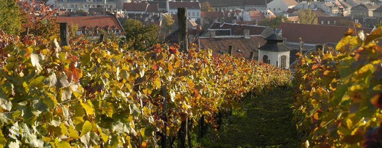 Az első magyar borászati szakmunka egy soproni borásznak köszönhető