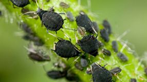 Védekezzünk természetesen a levéltetvek ellen!