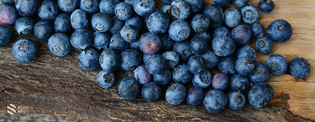 Áfonyaszezon – hazánkban is népszerű a zamatos, kék gyümölcs