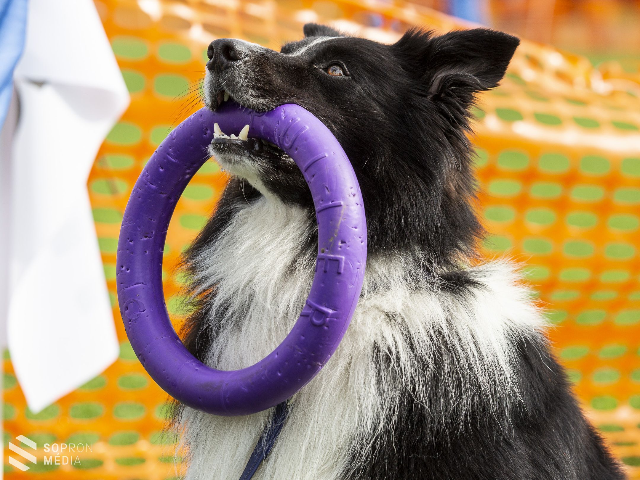 II. Dog Puller Világbajnokság
