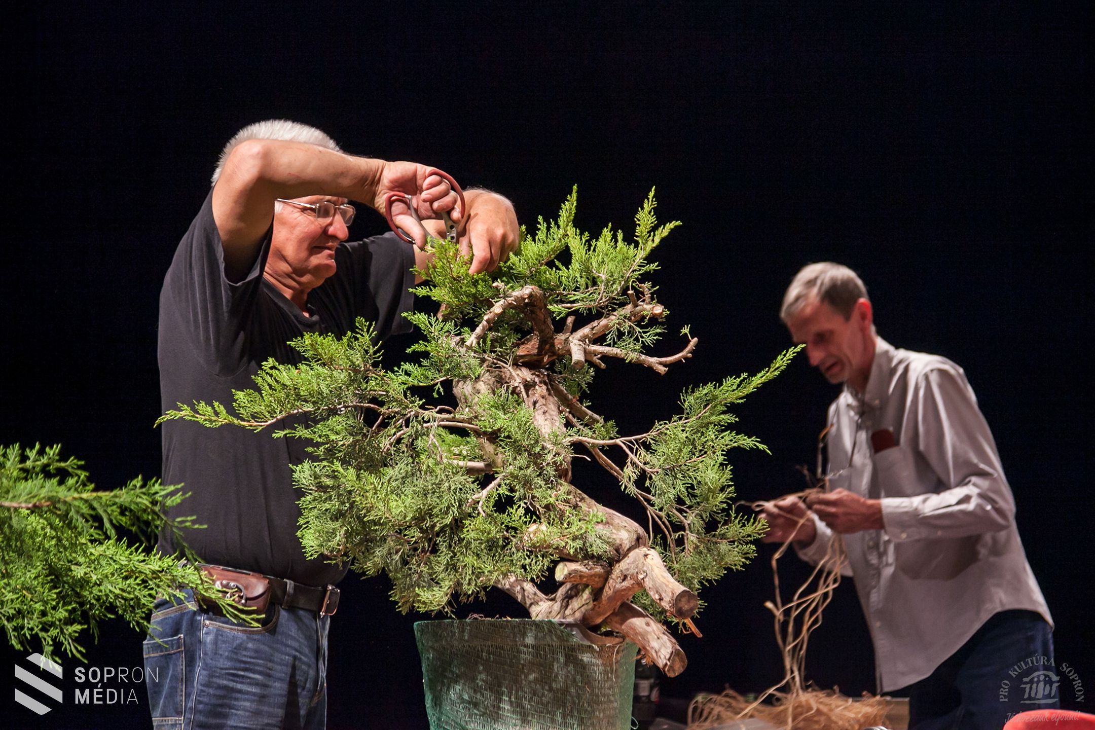 Bonsai és suiseki kiállítás Sopronban