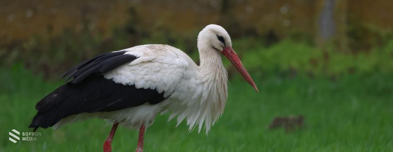 Idén tavasszal is feltűnt az ország legidősebb gyűrűs fehér gólyája vármegyénkben