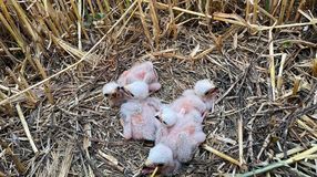 Közös védelmi munka a hamvas rétihéják védelme érdekében