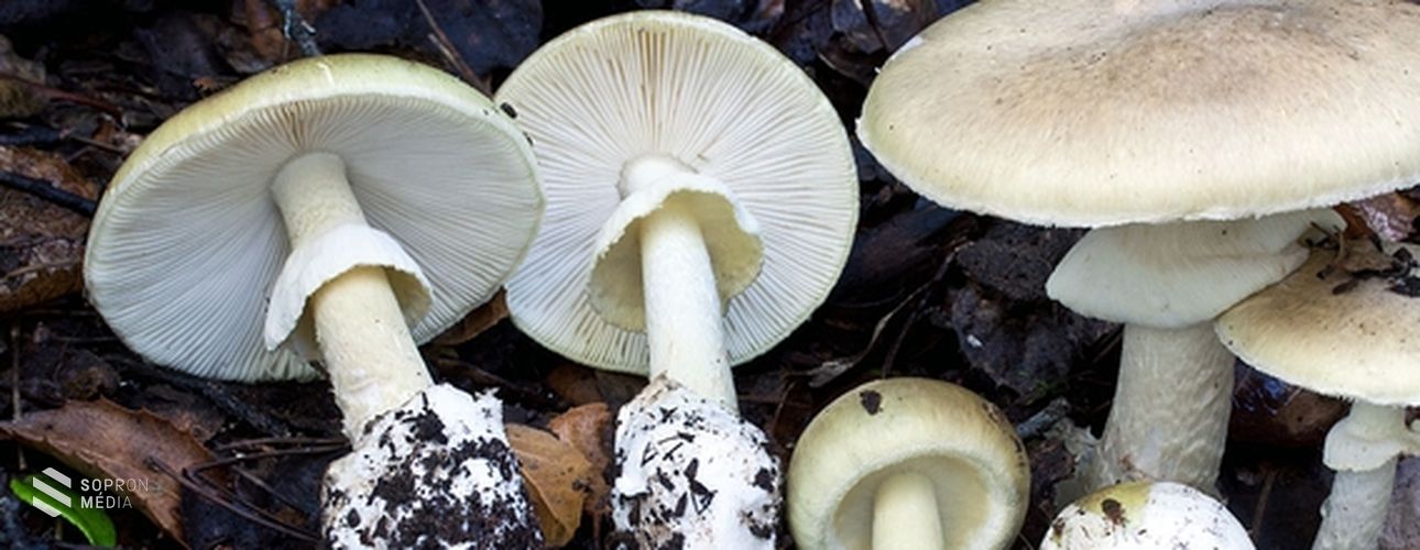 Megtalálhatták a gyilkos galóca mérgének az ellenszerét