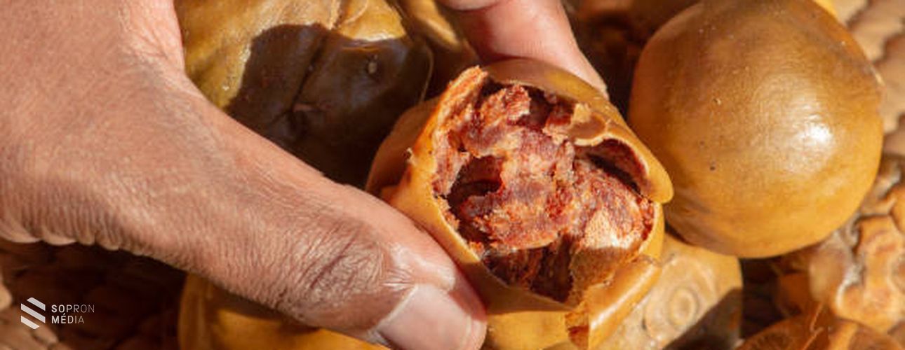 A hideg évszakok gyümölcse, a naspolya