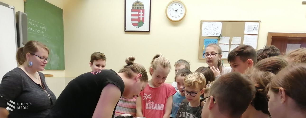 Több mint 200 állatnak segítettek a soproni állatvédők