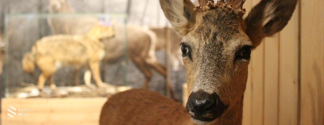Tanulmányi Erdőgazdaság Zrt: számos kirándulóhely zárva
