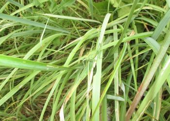 Tiszadorogmai Göbe-erdő