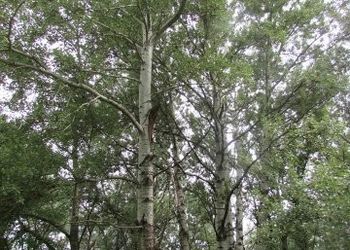 Tiszadorogmai Göbe-erdő