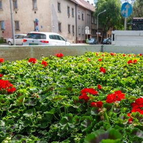 Virágba borult Sopron