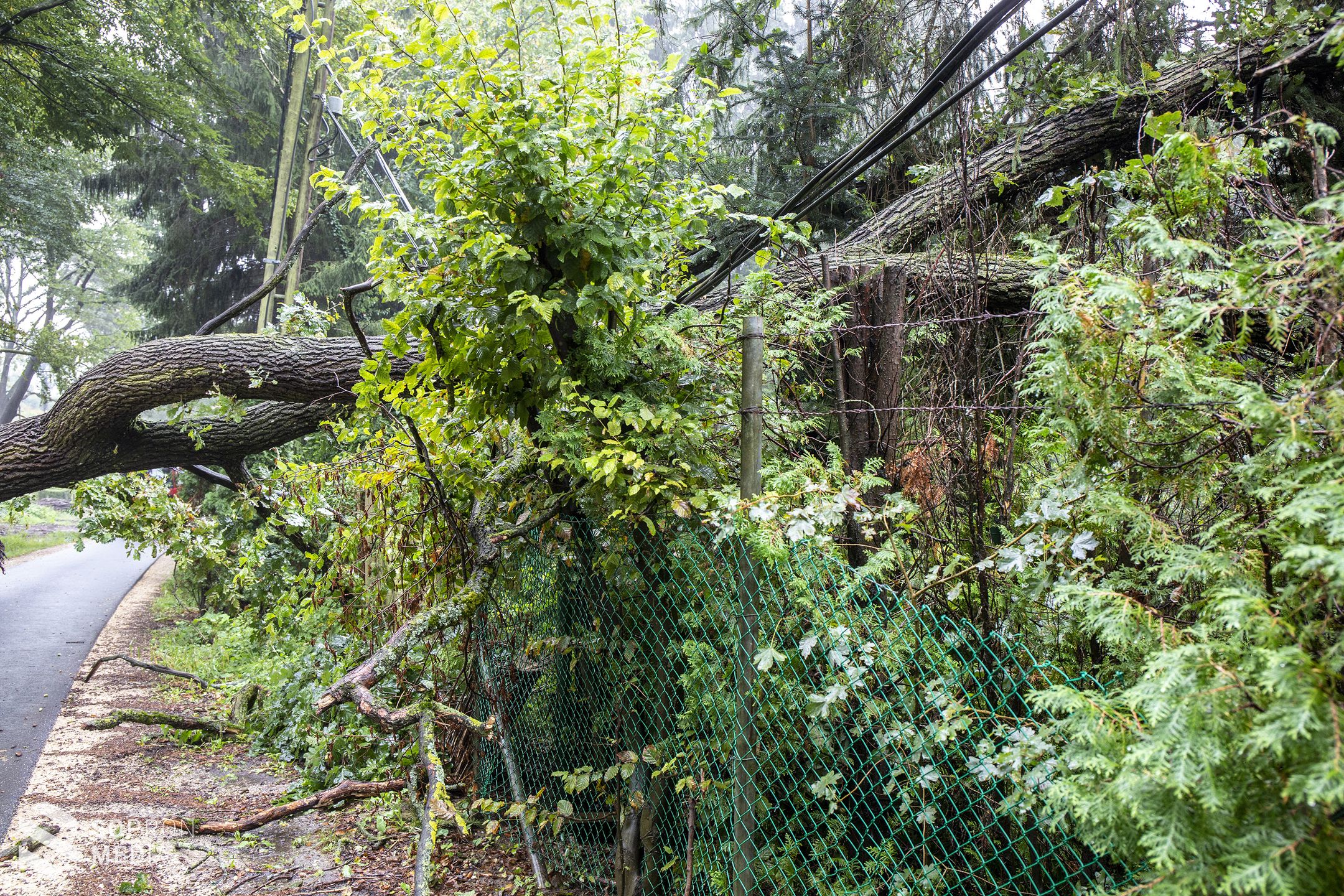 Fa dőlt az útra Görbehalmon