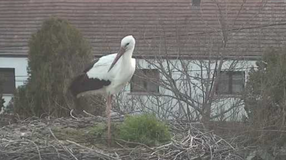 Fertőhomokra is megérkezett az első gólya