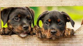 Kutyahideg - Vigyázzunk a háziállatokra