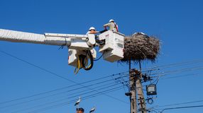 3300 fészek várja a gólyákat az E.ON áramhálózatán