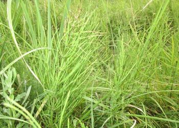 Tiszadorogmai Göbe-erdő