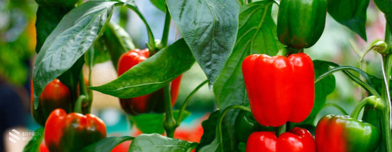 A paprika egészségre gyakorolt jótékony hatásai