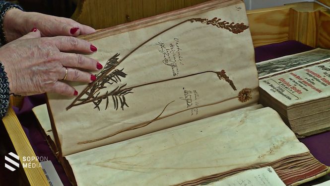 Részlet Örtl Károly soproni tudós 1756-ban befejezett növénygyűjteményéből