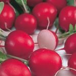 Retek Ester 50 g termék képe
