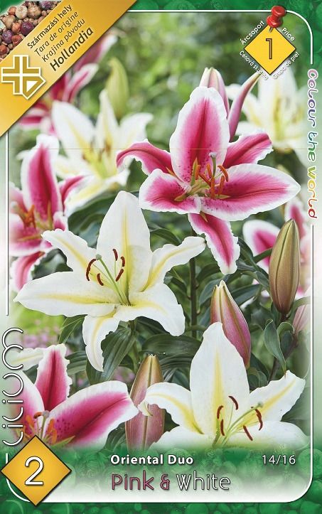 Liliom Duo Pink-White 2 db/csomag termék képe