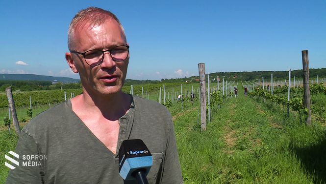  Taschner Kurt soproni bortermelő, borász