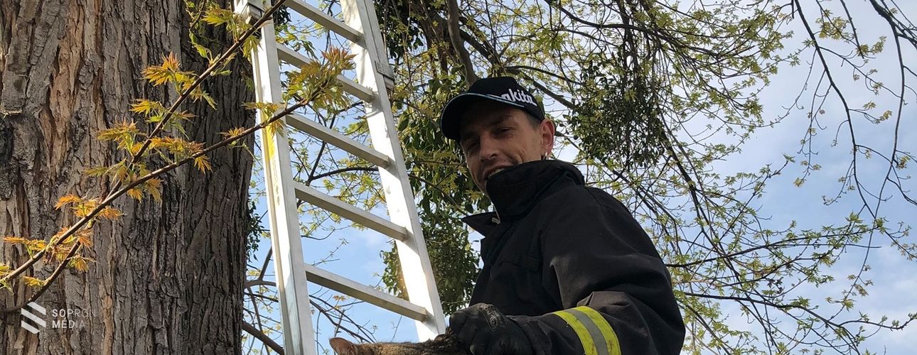 Macskát mentettek a hegykői önkéntes tűzoltók