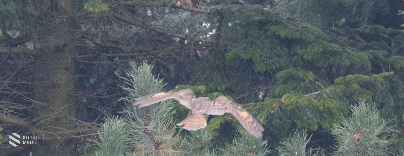 Összeszámolták a Sopron környékén telelő erdei fülesbaglyokat