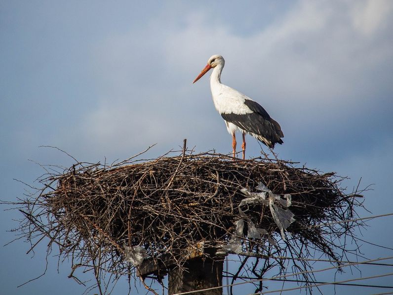 Mű gólyafészek került a Soproni Rendőrkapitányság kéményére