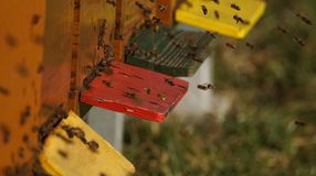 Adatgyűjtés indul a tavalyi méhpusztulások felderítésére