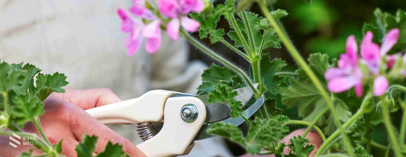 Az örök nyári sláger: muskátli minden mennyiségben