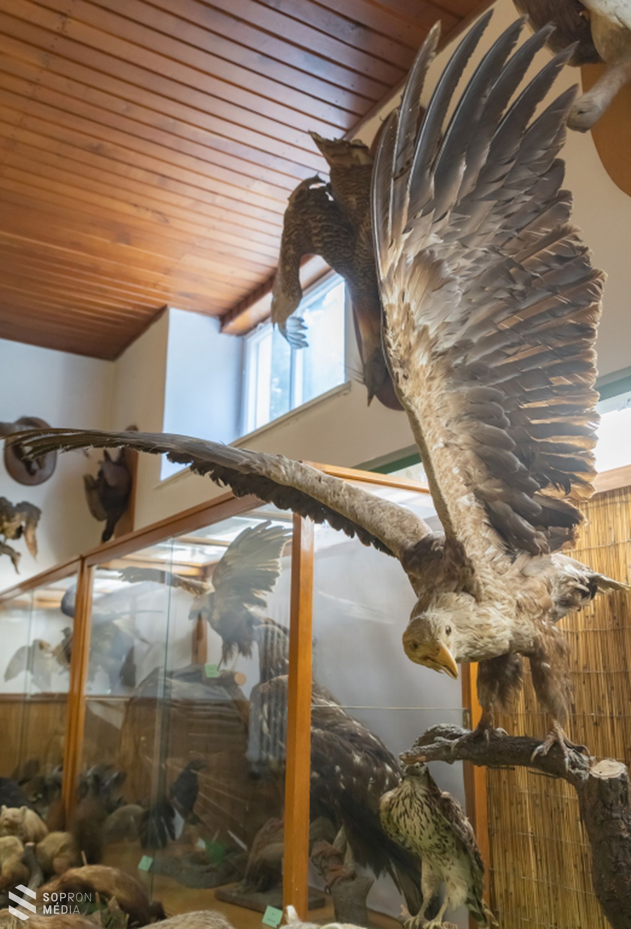 Megújult a vadászattörténeti kiállítás a Soproni Egyetemen