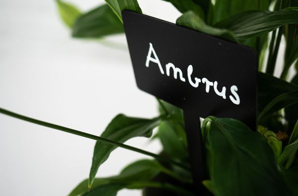 Ambrus ubrus