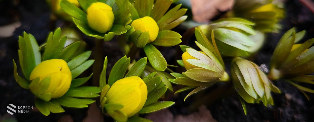 Már virágzik a téltemető