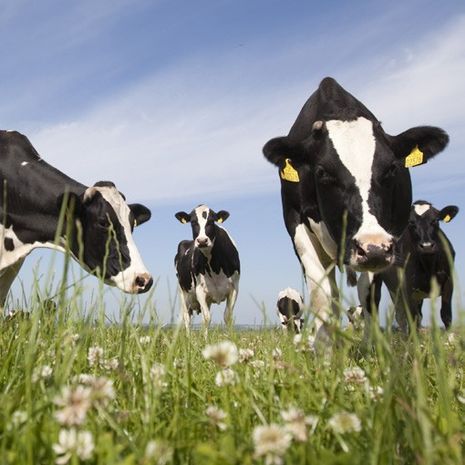 GRAZEMAX 1 fűkeverék vetőmag