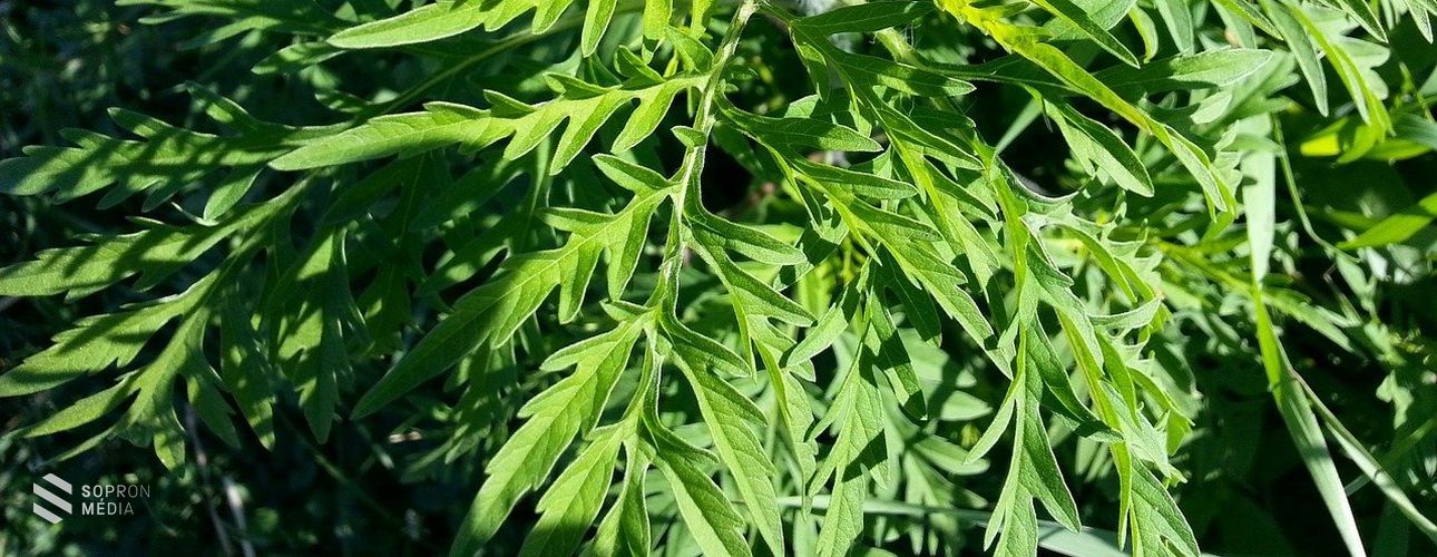 Virágzás előtt a parlagfű, már júliusban allergiás tüneteket okozhat