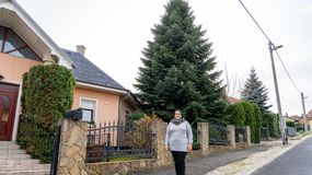 15 méteres Nordmann-fenyő lesz Sopron karácsonyfája