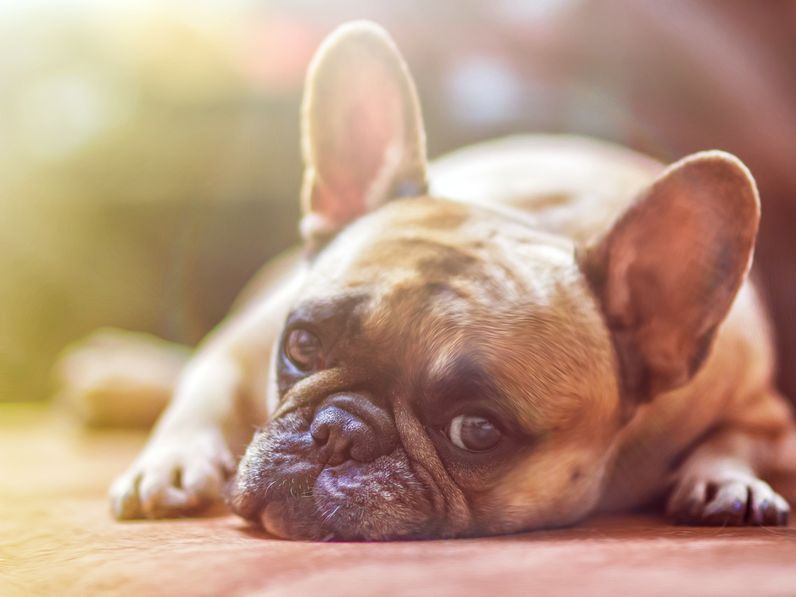 Online kérdőív az állatvédelemről