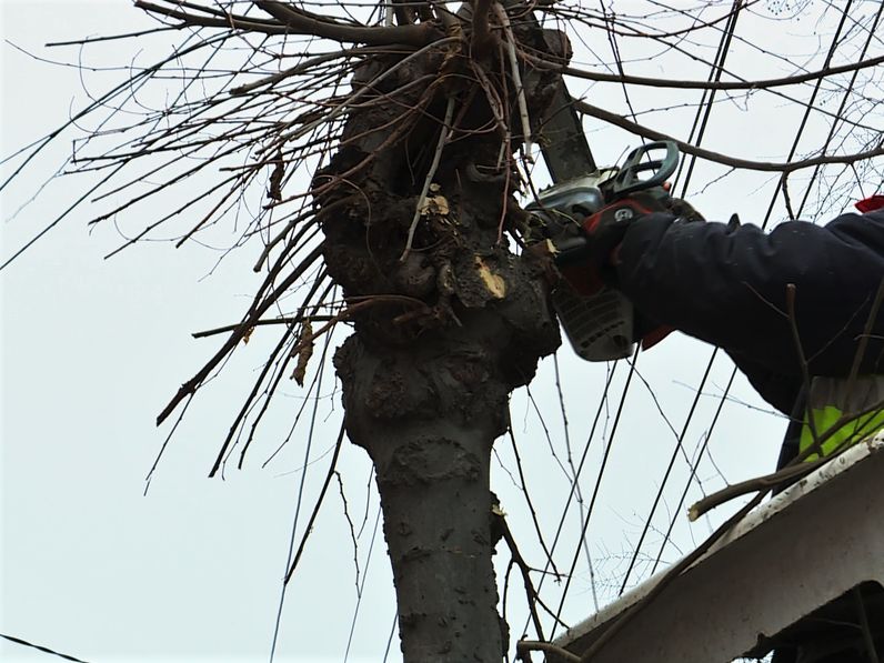 Nyesik a fákat a városban