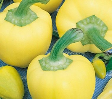 Paprika Édesalma 5 g
